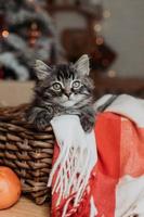 a cute gray kitten is sitting in a basket and a blanket at home in the evening against the background of a Christmas tree, horizontal photo. New Year's card, year of the cat. High quality photo