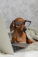 salchicha enana dachshund con gafas negras cubiertas con una manta gris trabaja, lee, mira una computadora portátil. blogger de perros oficina en casa. foto