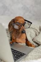 Dwarf sausage dachshund in black glasses covered with a gray blanket works, reads, looks at a laptop. Dog blogger. Home office. photo