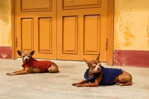 Two small ginger dogs in colorful sweaters are resting near to yellow house. photo