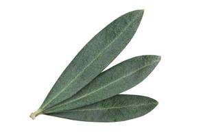 Fresh olive branch leaves isolated on white background photo