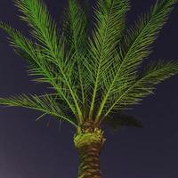 Palm tree at night. Palm tree illuminated from below. Background. Texture. Wallpaper. photo