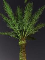 Green Palm Tree at vibrant green LED lights. Light up palm tree at night. photo