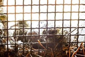 Squirrel in cage photo