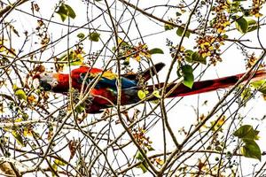 Scarlet Macaw Bird photo