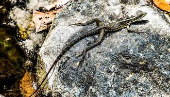 Lizard on rock photo