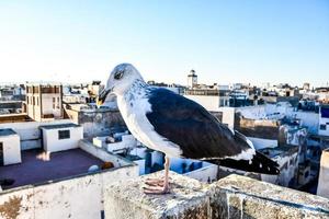 Seagull on building photo