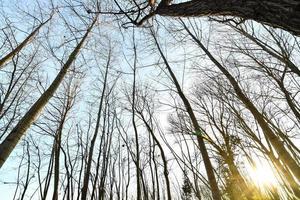 arboles y cielo foto