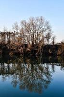 Trees on the shore photo