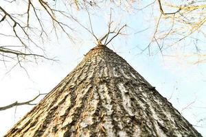 Tall tree trunk photo