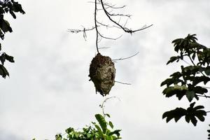 Nest on branch photo