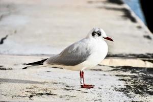 gaviota en el suelo foto