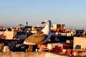 gaviota en marruecos foto