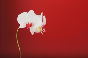 Tropical white orchid on a red background. Free space, Copy-Space photo