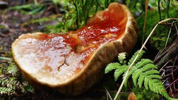 Large mushroom grows in the forest. White mushroom with a big red hat in the taiga.