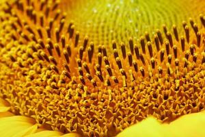 flor de girasol con primer plano de pétalos en forma de patrones y texturas de pantalla completa como fondo. foto