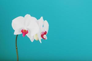 Tropical white Orchid on a blue background. Free space, Copy-Space photo