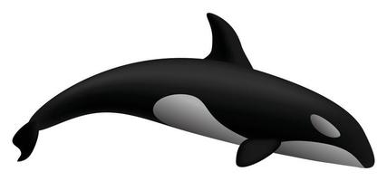 maqueta de ballena orca, estilo realista vector