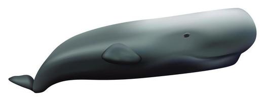 Sperm whale mockup, realistic style vector