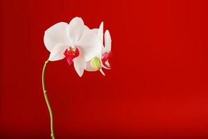 orquídea blanca tropical sobre un fondo rojo. espacio libre, espacio de copia foto