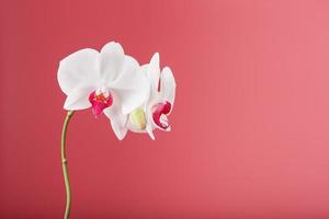 Tropical white Orchid on a pink background. Free space, Copy-Space photo