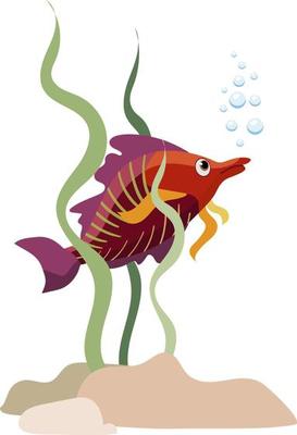 Single aquarium purple tropical fish with seaweed and stones, isolated on white background
