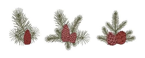 Set of Christmas botany compositions with pine tree branches and cones. Vector illustration in sketch style isolated on white background