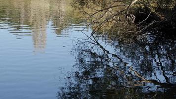 l'ombre des branches sèches de l'arbre dans l'eau du lac video