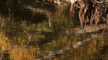 a sombra dos galhos secos da árvore na água do lago video