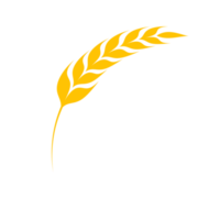 Ears of wheat. Whole grains for making bread. png