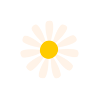 marguerite blanche. fleurs épanouies au printemps. png