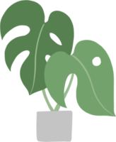 monstera plant freehand drawing flat design. png