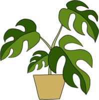 monstera pflanze freihand zeichnen flaches design. png