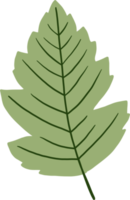 simplicity maple freehand drawing flat design. png