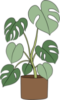 monstera plant freehand drawing flat design. png