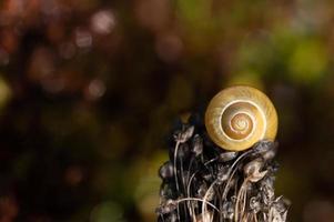 A small snail shell sits on top of a withered dried flower with seeds against an autumnal background in nature.