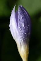 primer plano de la flor cerrada de un azafrán de otoño púrpura. hay gotas en la flor.