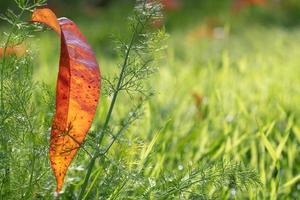 A red colored leaf from the peach tree got caught in the branches of wild fennel. There is green grass on the ground. The sun shines from behind. photo