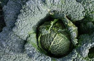 Close up of green savoy cabbage growing in the field. There are large drops of water on the leaves. photo