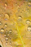 Background and texture of a yellow leaf on which there are many drops of water. photo