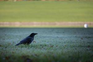 Black raven standing on a meadow photo