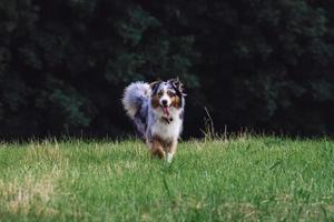 Happy dog running in meadow with a happy smiley face photo