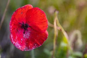 Close up photo of beautiful red Poppy flower