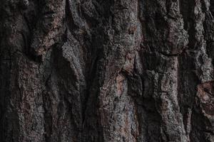 Tree bark. Wood texture. Tree bark texture pattern photo