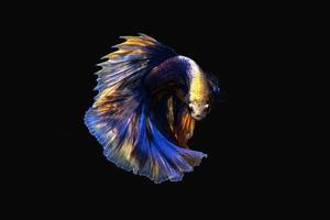 Beautiful betta fish or fighting fish moving moment of colourful half moon tail isolated on black background photo