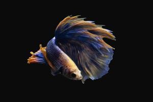 Beautiful betta fish or fighting fish moving moment of colourful half moon tail isolated on black background photo