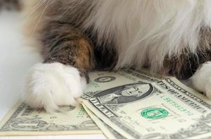 Cat with money. Cat put his paw on dollars. The cat has money. Economy concept. Money to buy cat food. Save money. Dollar fall. Price increase. Fluffy paw. photo