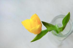 One yellow tulip flower in a transparent vase. Tulip top view. photo