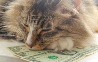 cat sleeps on money. Cat with money. Long-haired siberian breed. Economy concept. Save money. Dollar fall. Price increase. Greed cat. The kitty has cash. Financial crisis. Sleepy cat. photo