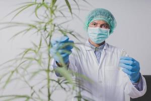 Cannabis researchers are doing scientific experiments. photo